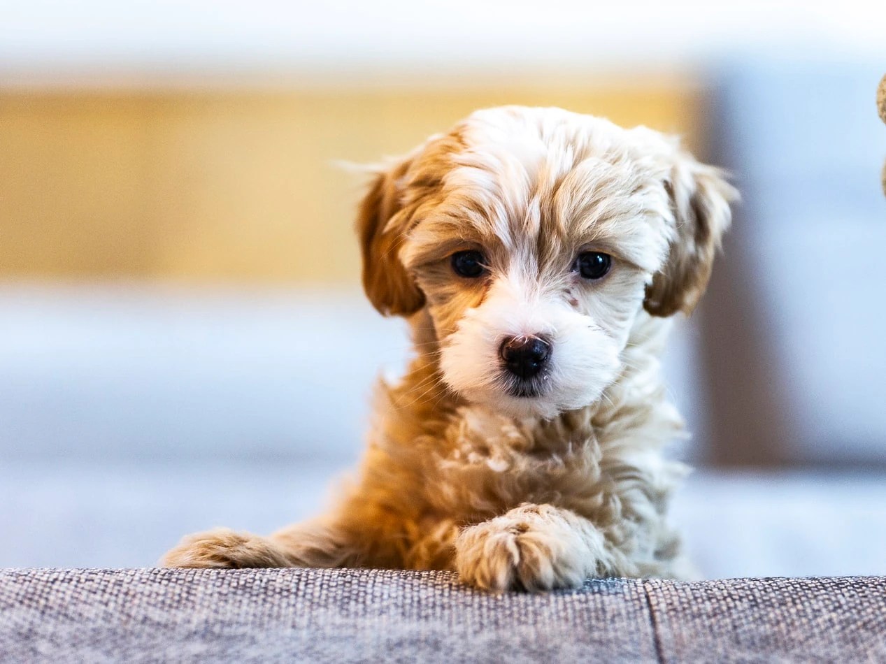 Puppy Prices Peak As Scams Increase Fourfold On Last Year - Abc News