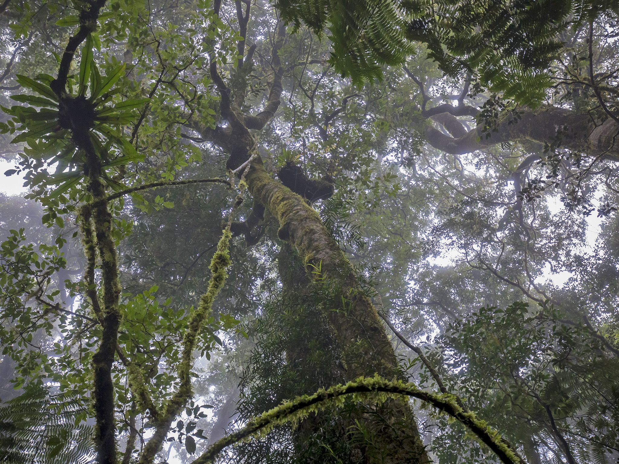 Canopy science Discovering the 'eighth continent' in the treetops