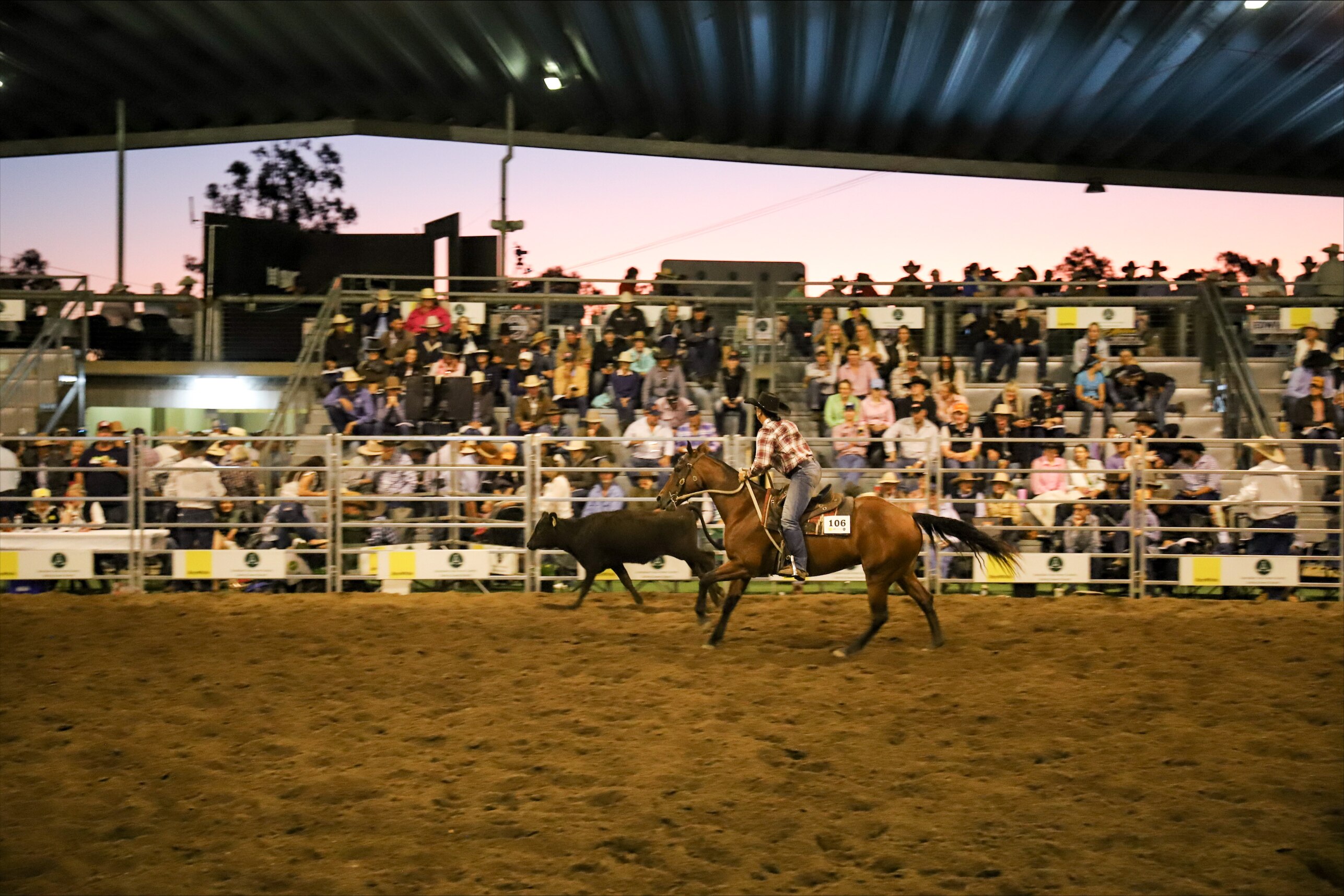 Australia's largest stockhorse sale tops its own record, grossing 5.3 million in Queensland