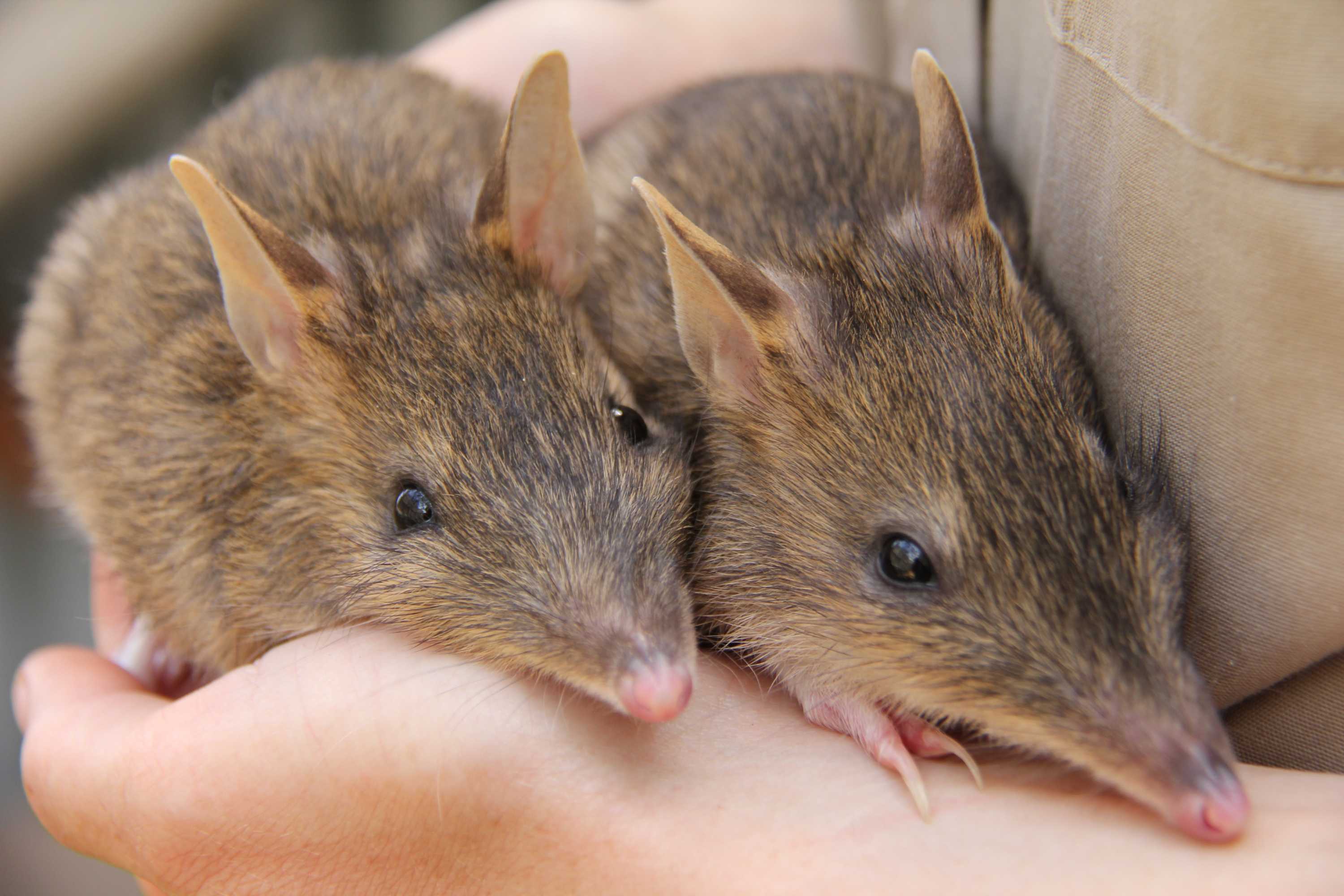 Giving bandicoots a chance in backyard havens ABC News