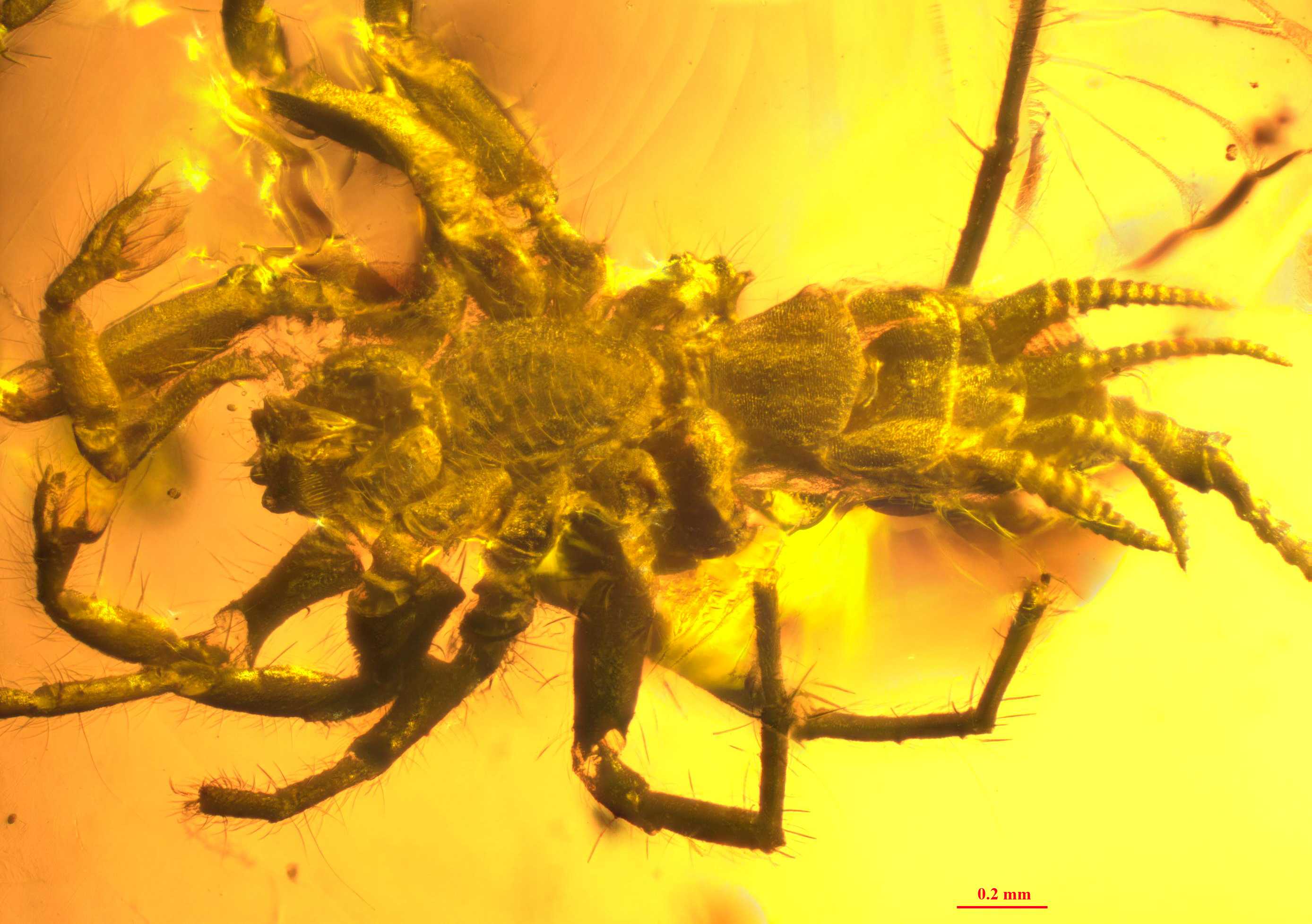 Ancient arachnid trapped in amber a missing link in spider evolution