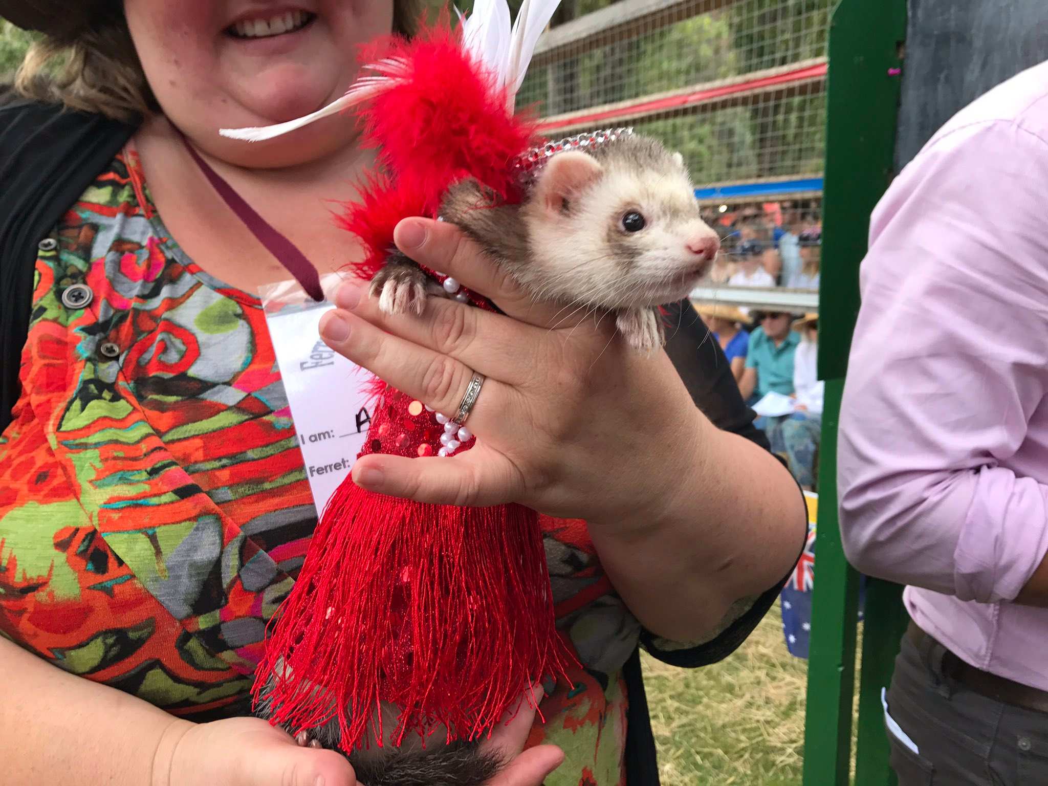 Australia Day Ferrets compete for top 400 prize in Tasmanian races