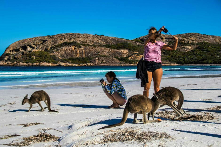 'Killing them with kindness' Fear for kangaroos at WA's Lucky Bay as tourists seek selfies