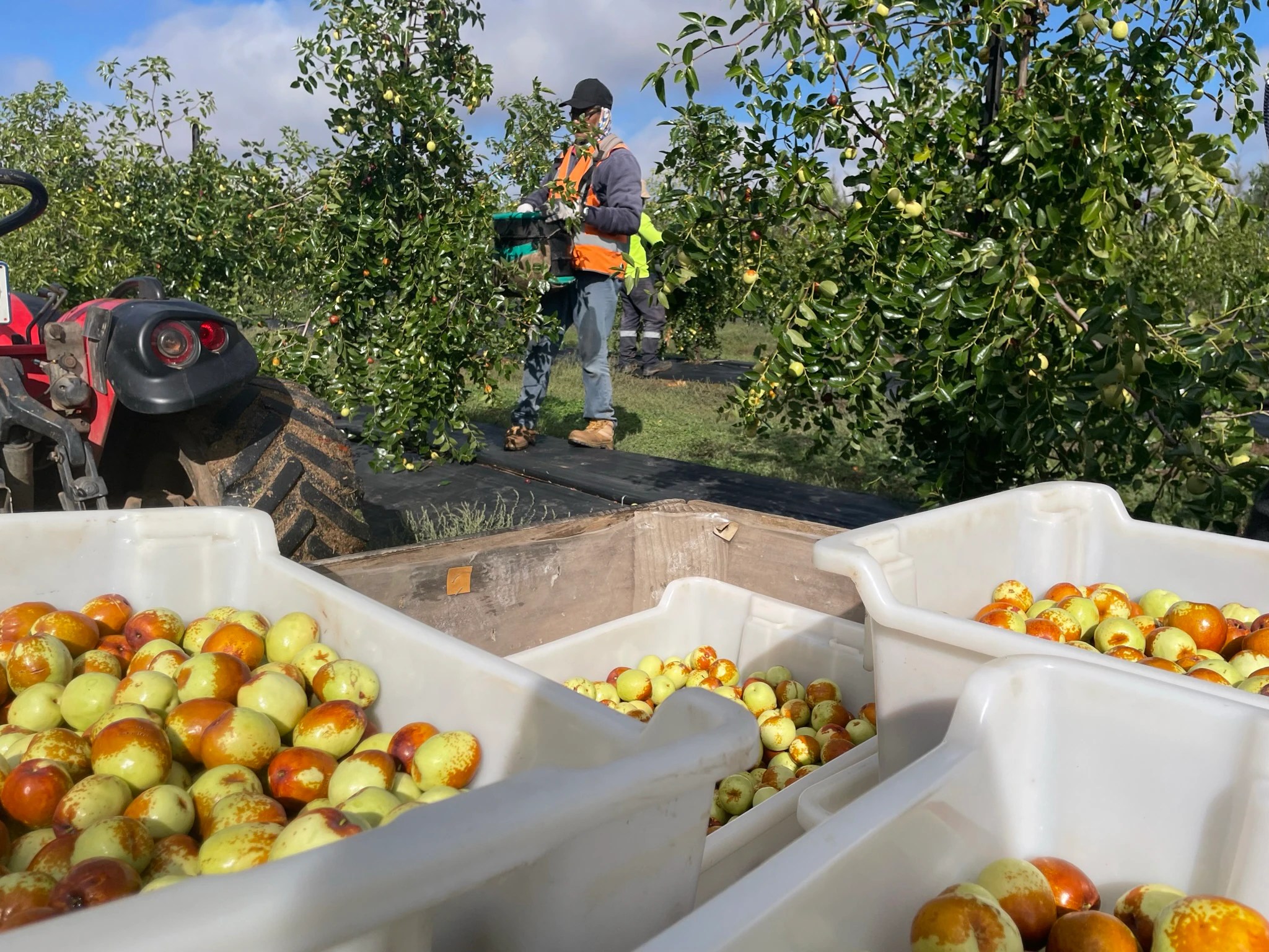 Australia's biggest kiwi fruit grower, Seeka, gambles…