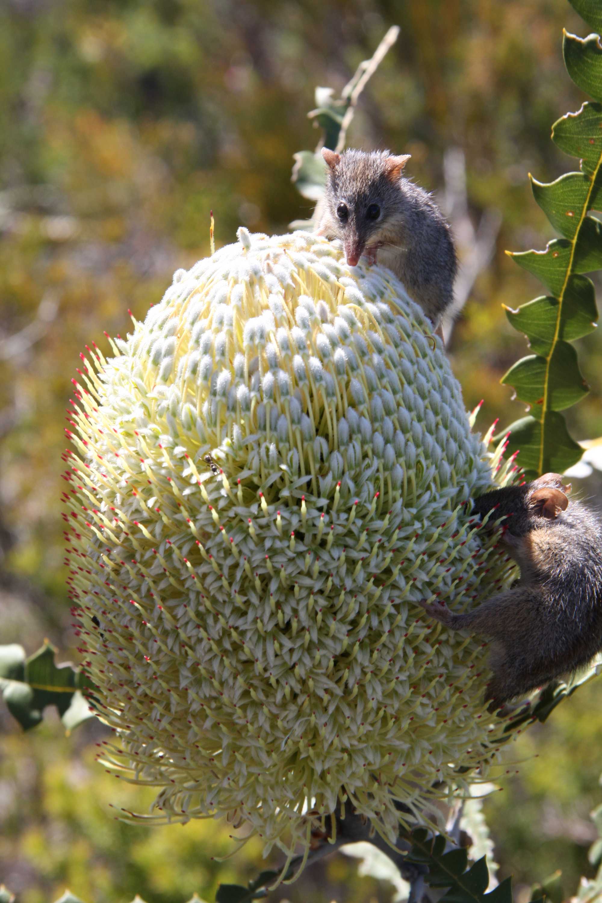 Mice are primary pollinators for Australian banksia that flowers low to