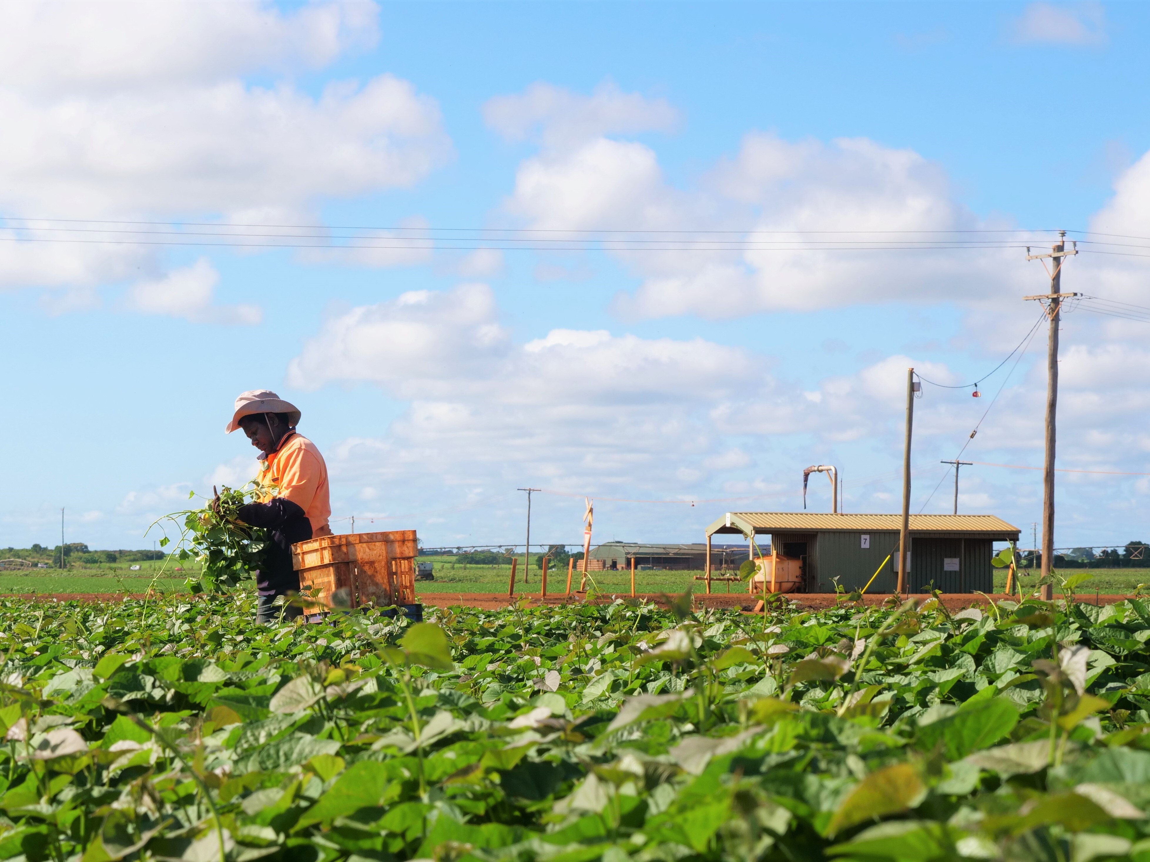 Calls for more Pacificled services for Pacific Australia Labour
