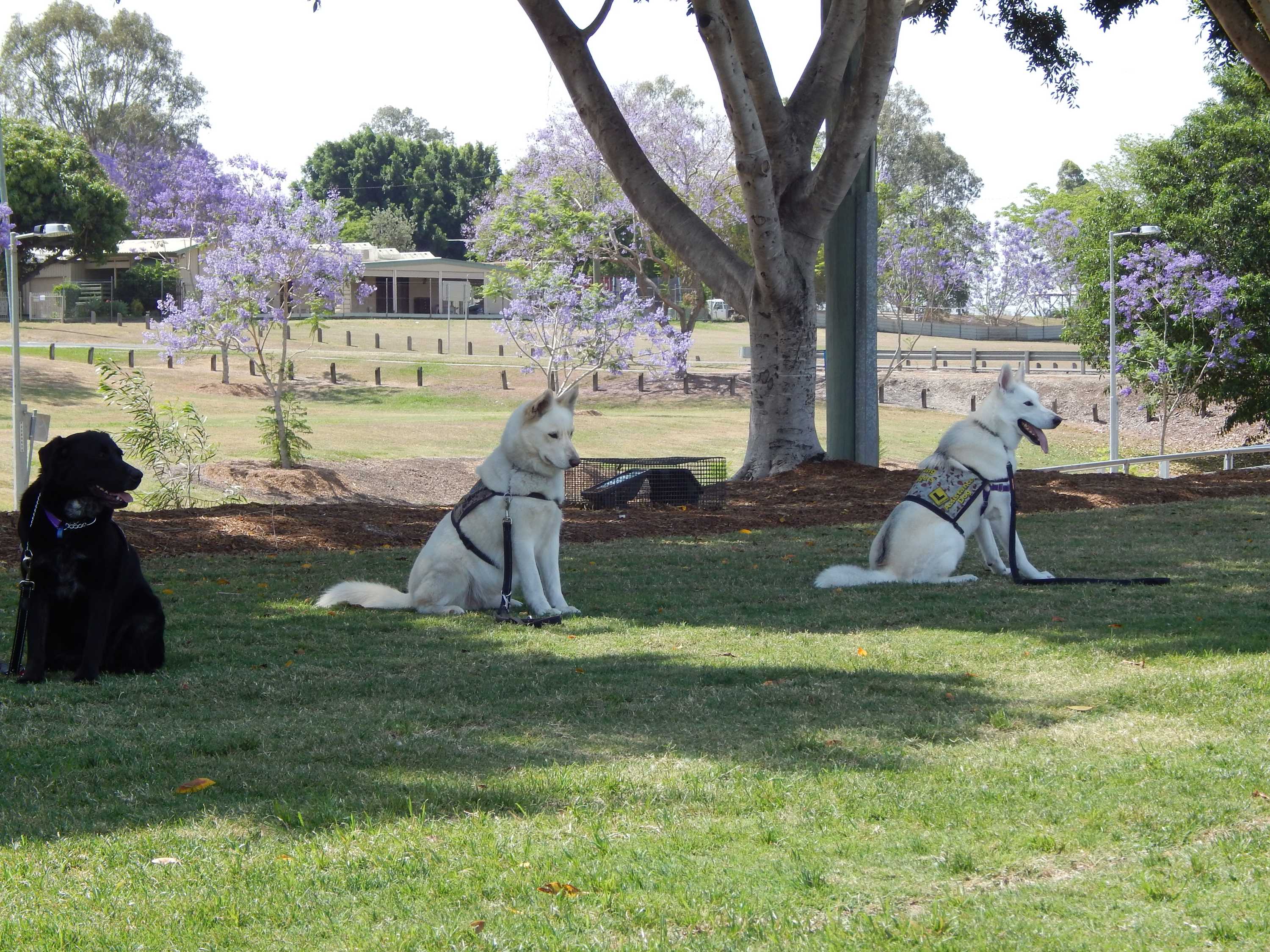 Rescue dogs helping exservicemen recover from posttraumatic stress