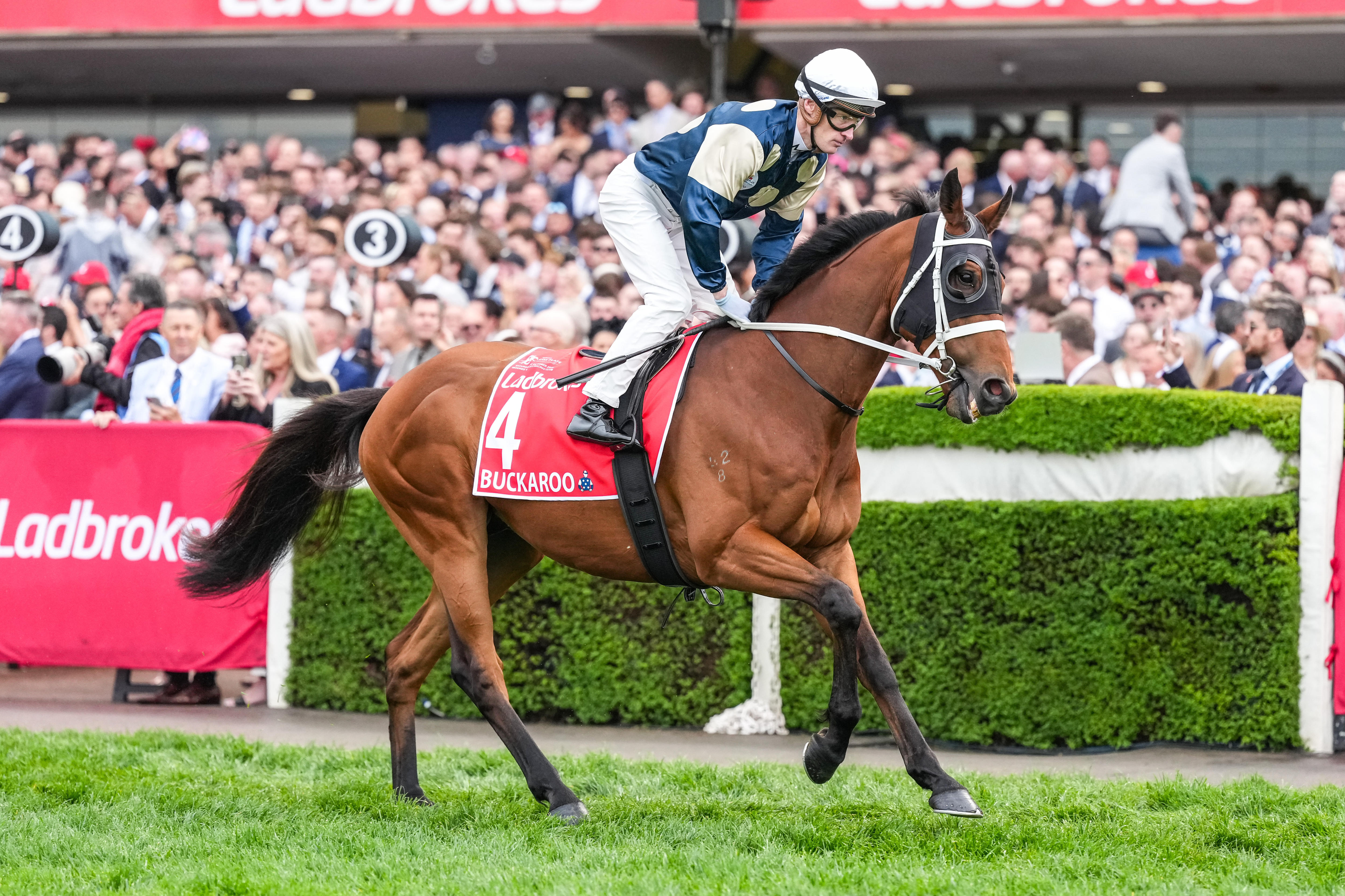 Waller says Buckaroo can emulate Verry Elleegant to take out Melbourne Cup