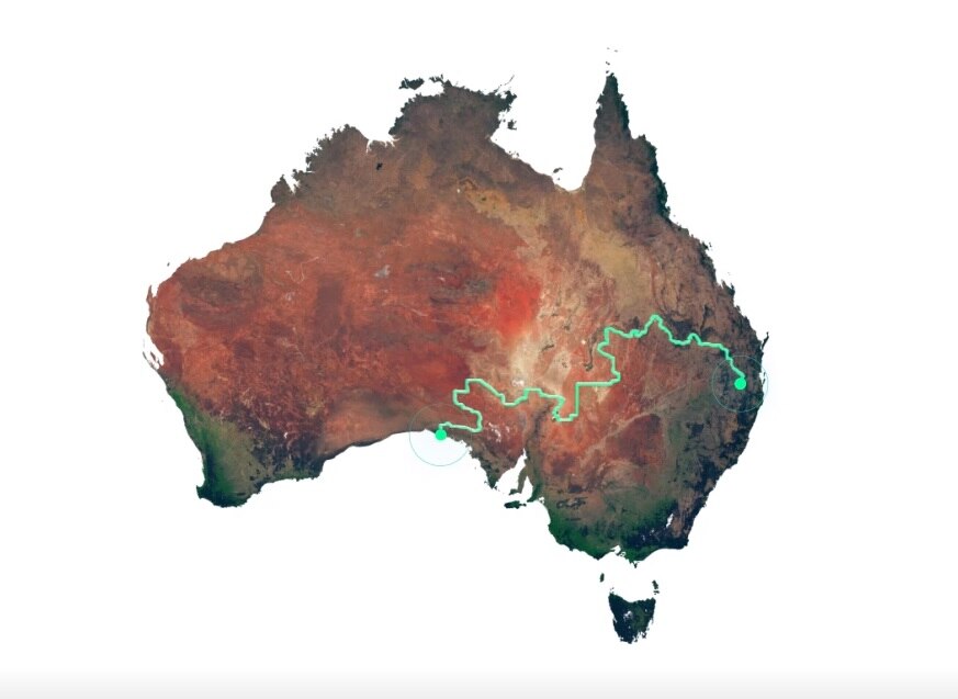 Dog fence affects growth rate of young red kangaroos exposed to dingoes