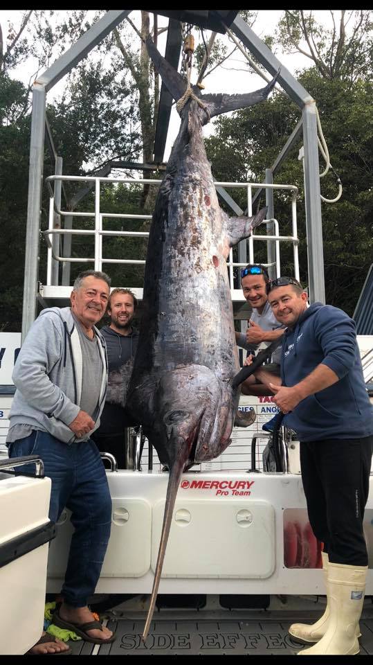 Largest swordfish ever caught in Australia may miss out on record due