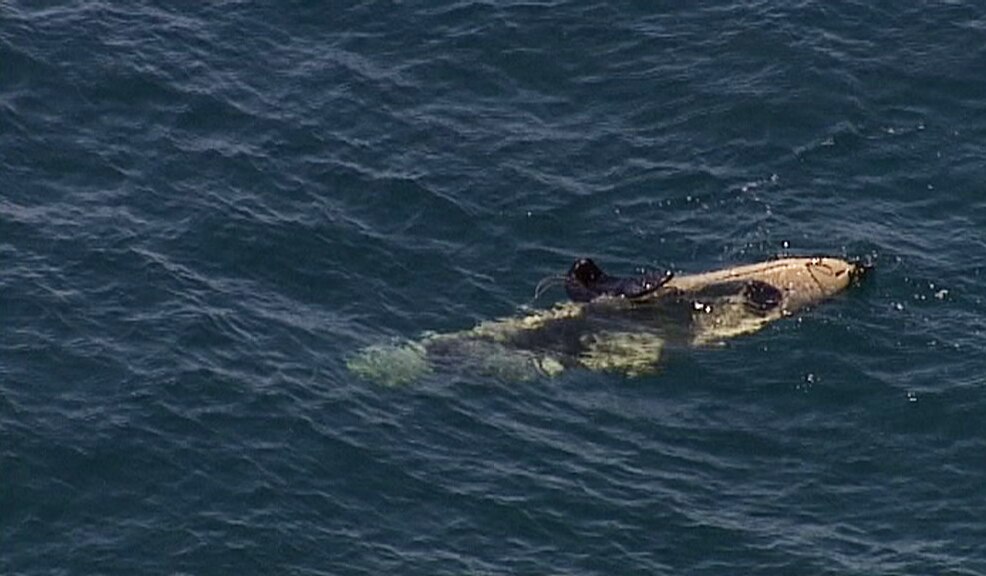 Kayaker Kyle Roberts escapes tiger shark attack off Queensland's