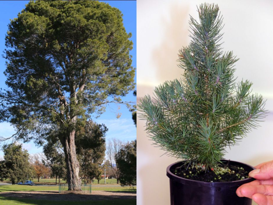 Lone Pine trees growing across the country in remembrance of battle at