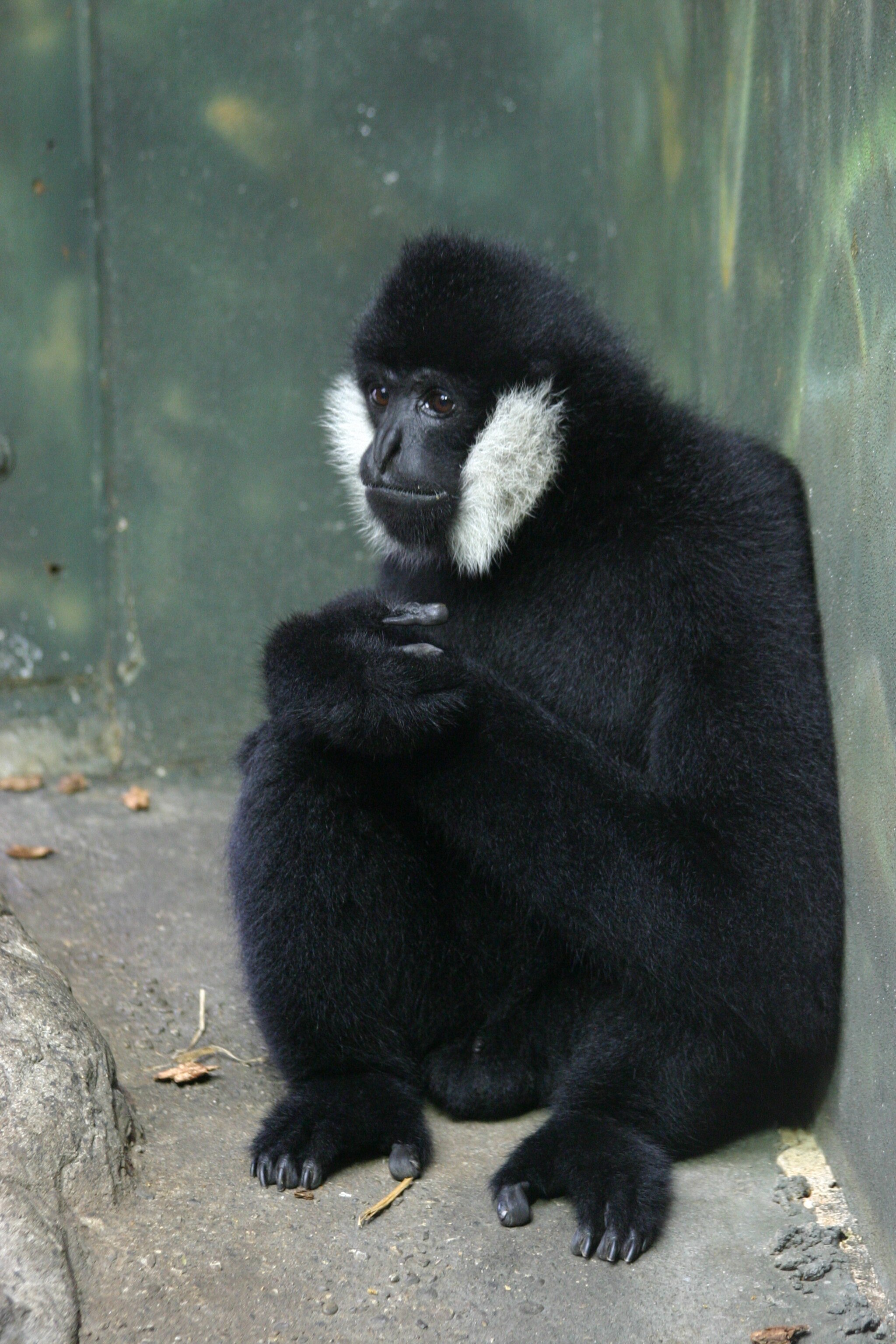 Two gibbon species declared extinct in the wild in China due to