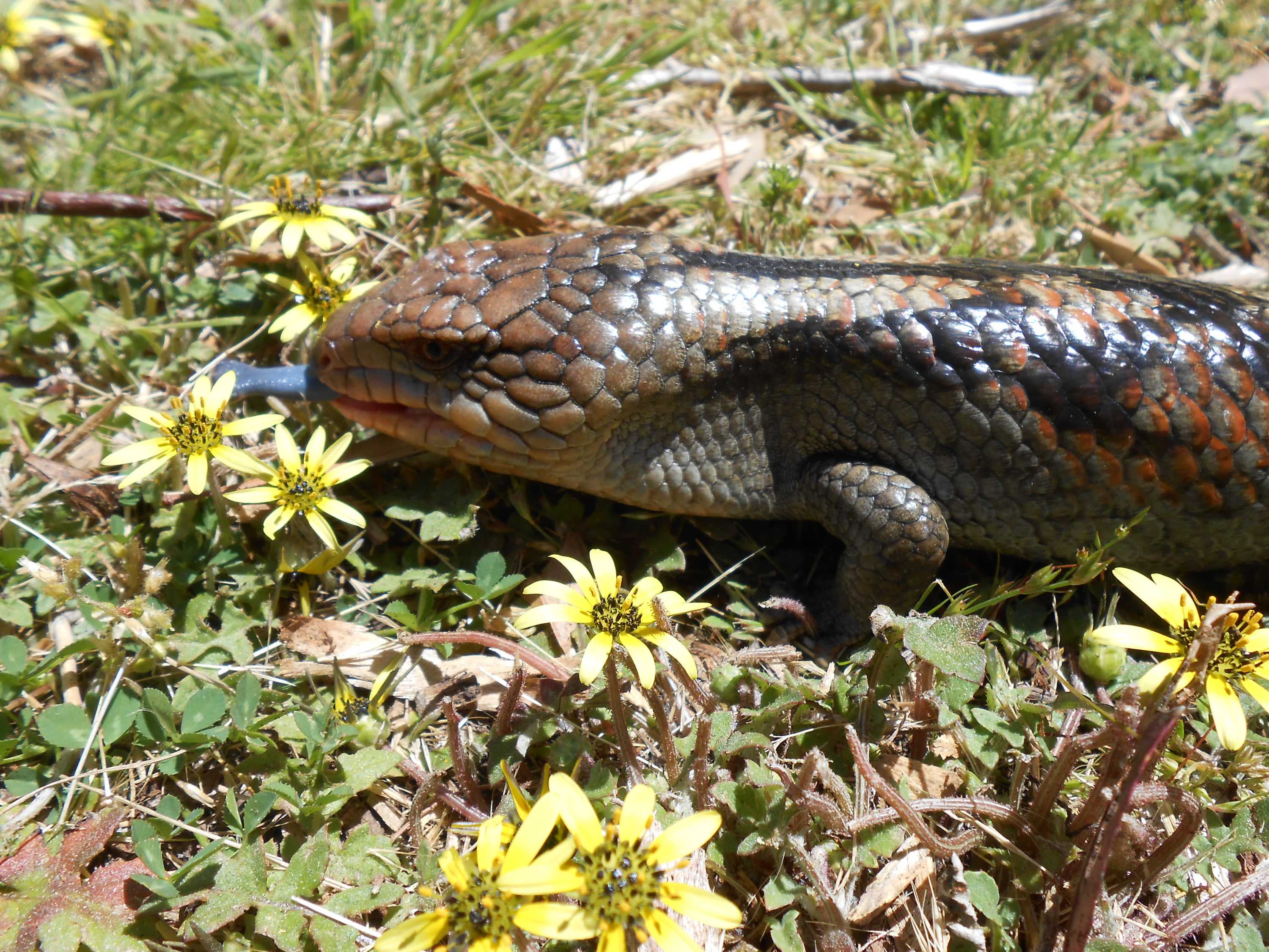 Bluetongued lizards are on the move at this time of year, so here's a