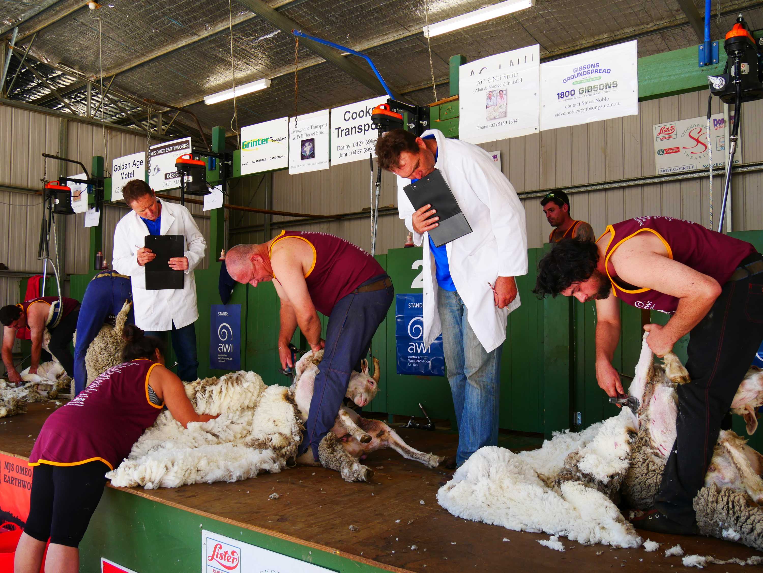 Shearing contractors call for better workplace conditions amid shearer shortage ABC News