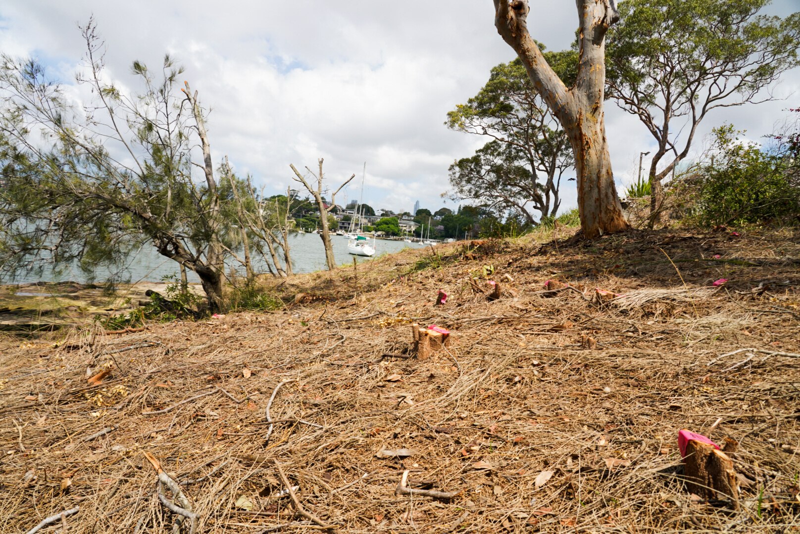 Councils call on NSW government to step in after mass tree destructions