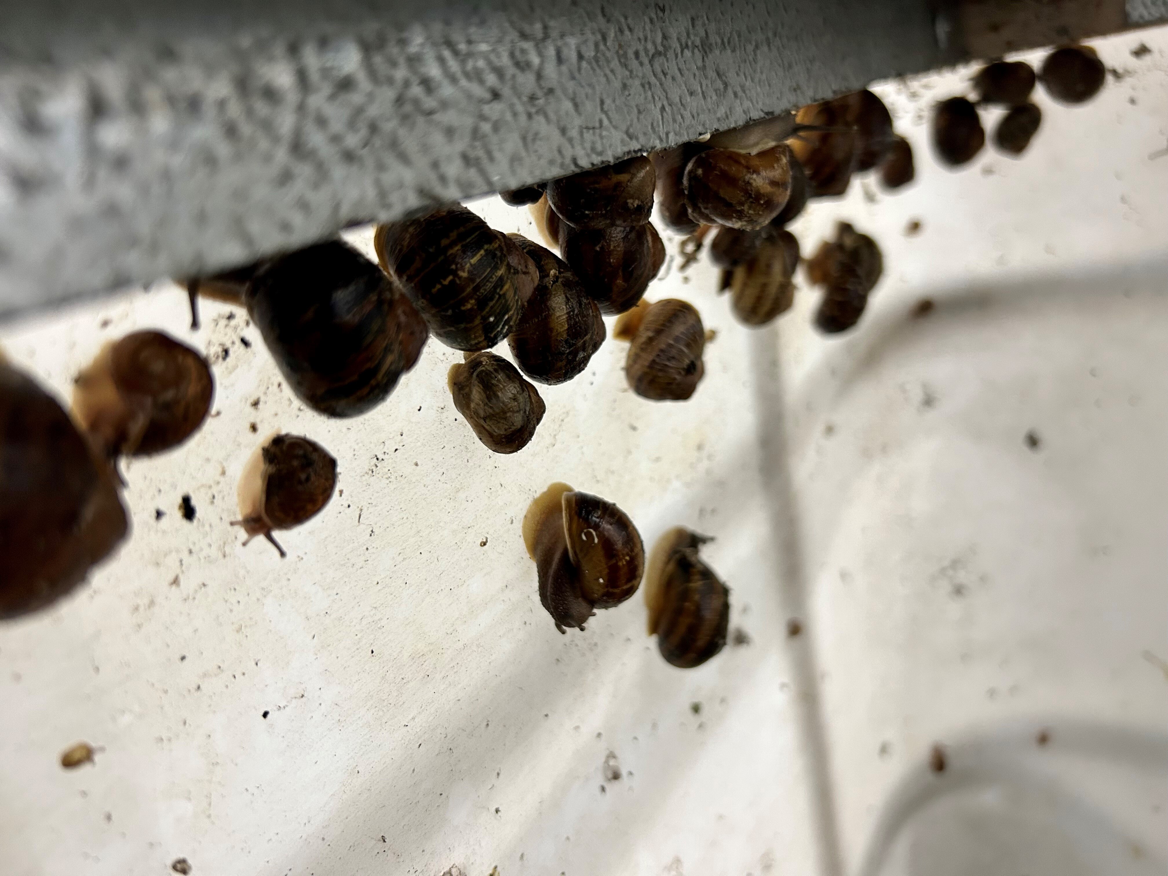 Former police officersturnedsnail producers riding the escargot boom