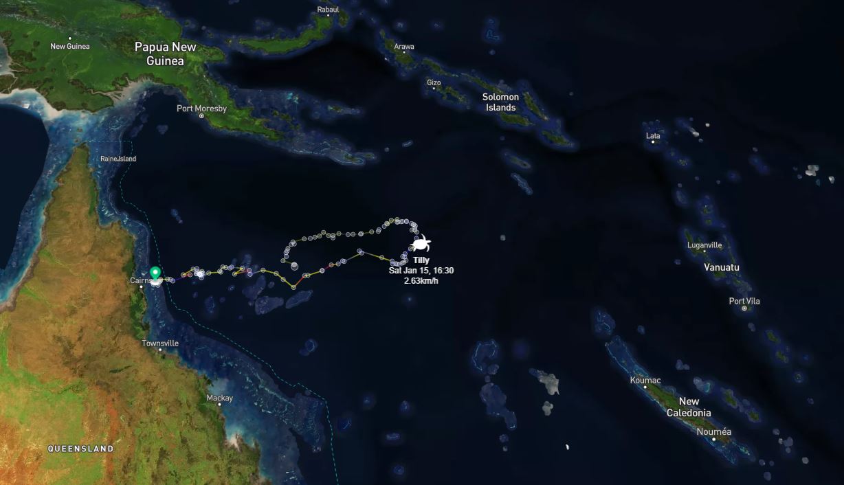 Turtles Uturn days before Tongan volcanic eruption