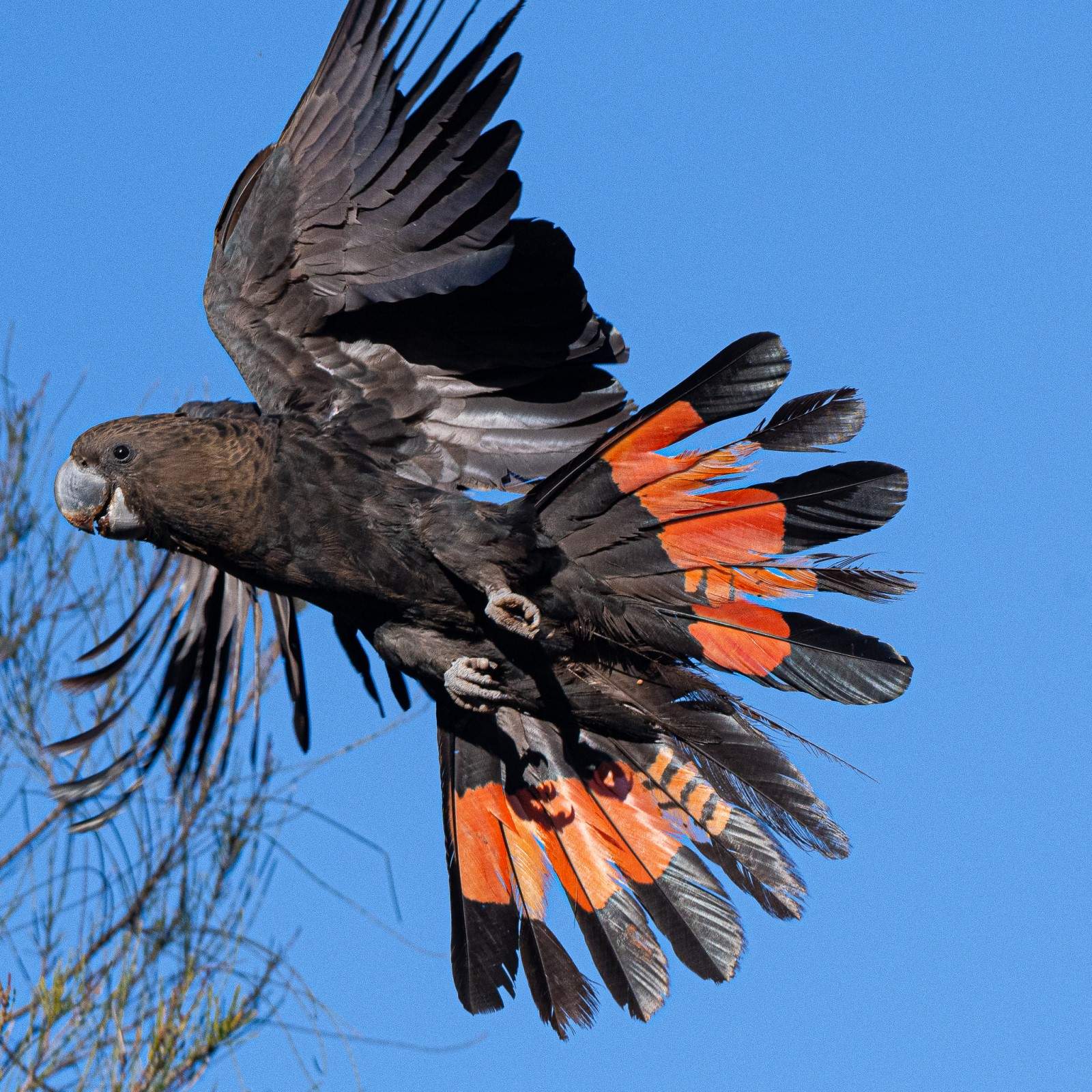 Glossy blackcockatoo sightings inland suggest tough times for rare