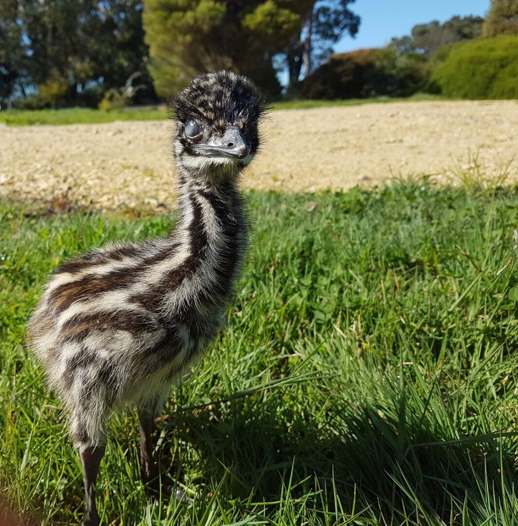 Guardian emus eat locusts, kill foxes on Portland raspberry farm — and