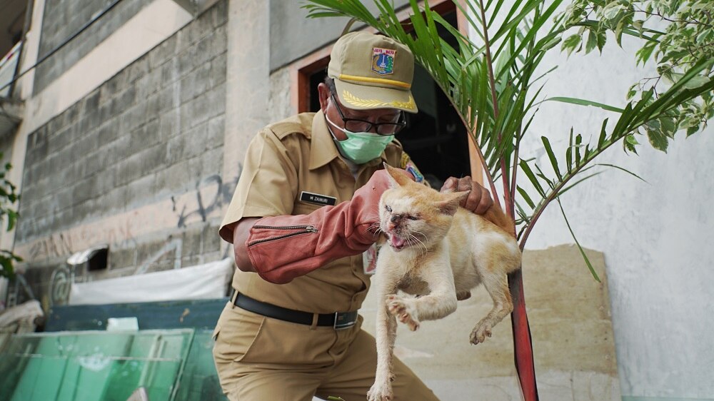 Can My Dog Get Sick From Feral Cats