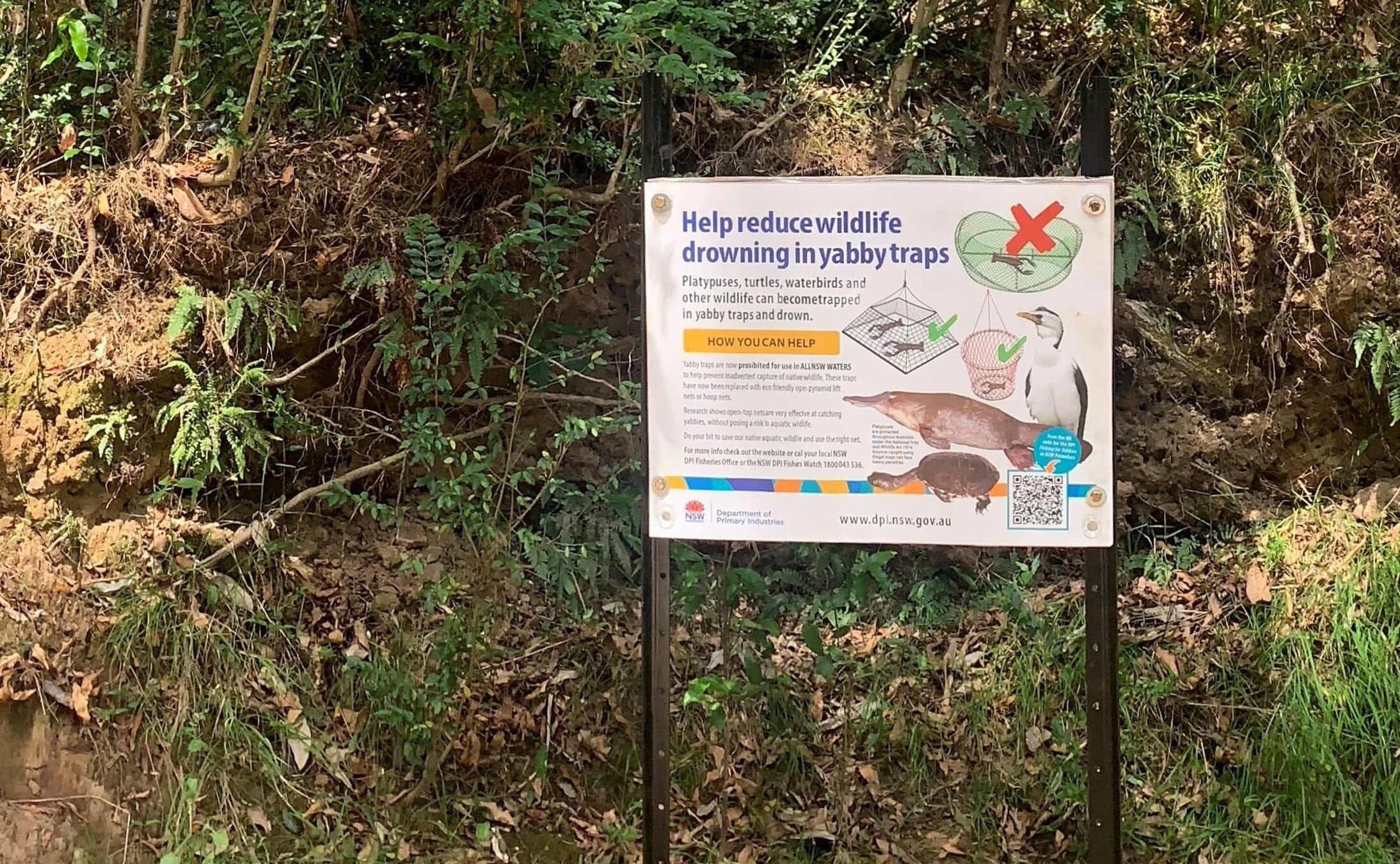 Platypuses found dead on NSW mid north coast prompt calls for more