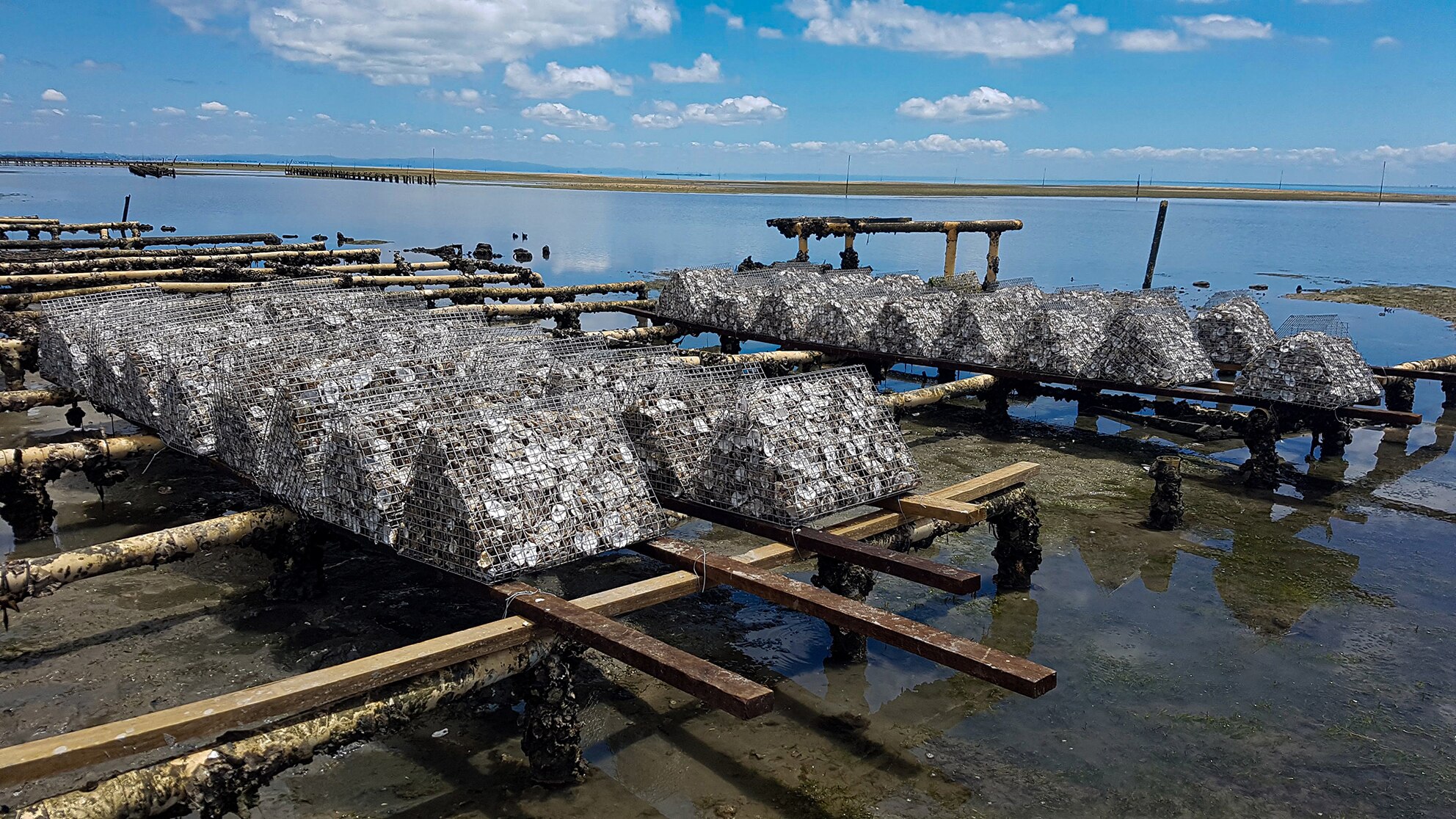 Waste oyster shells getting a second life after being recycled to