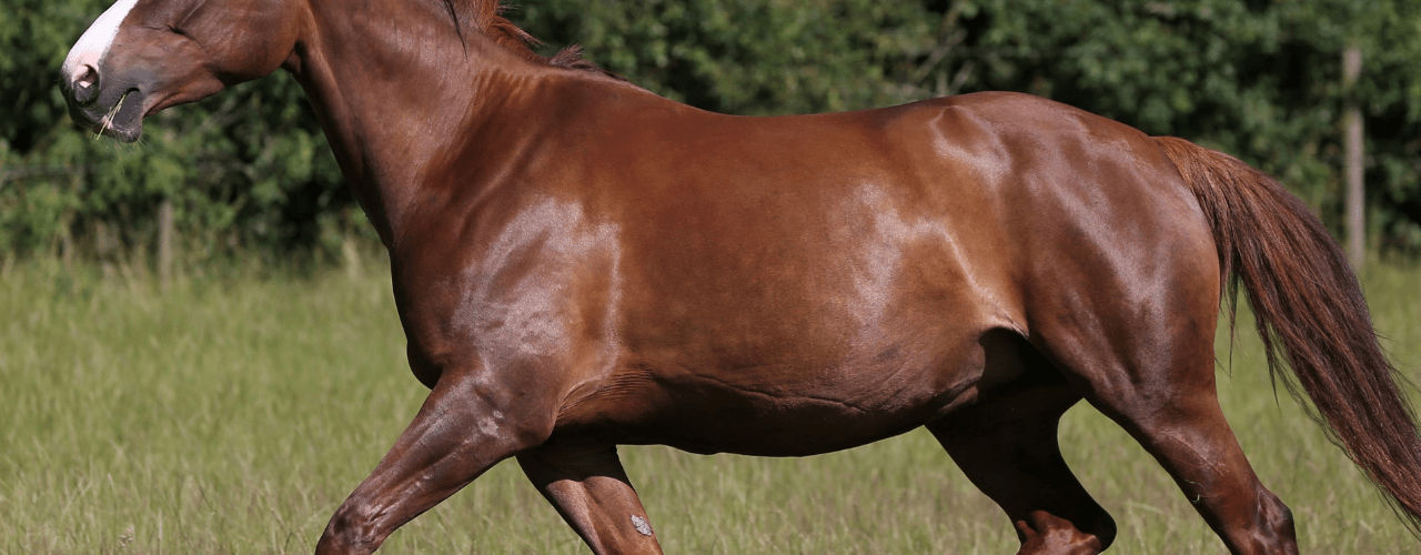 Understanding stifles HorseDialog