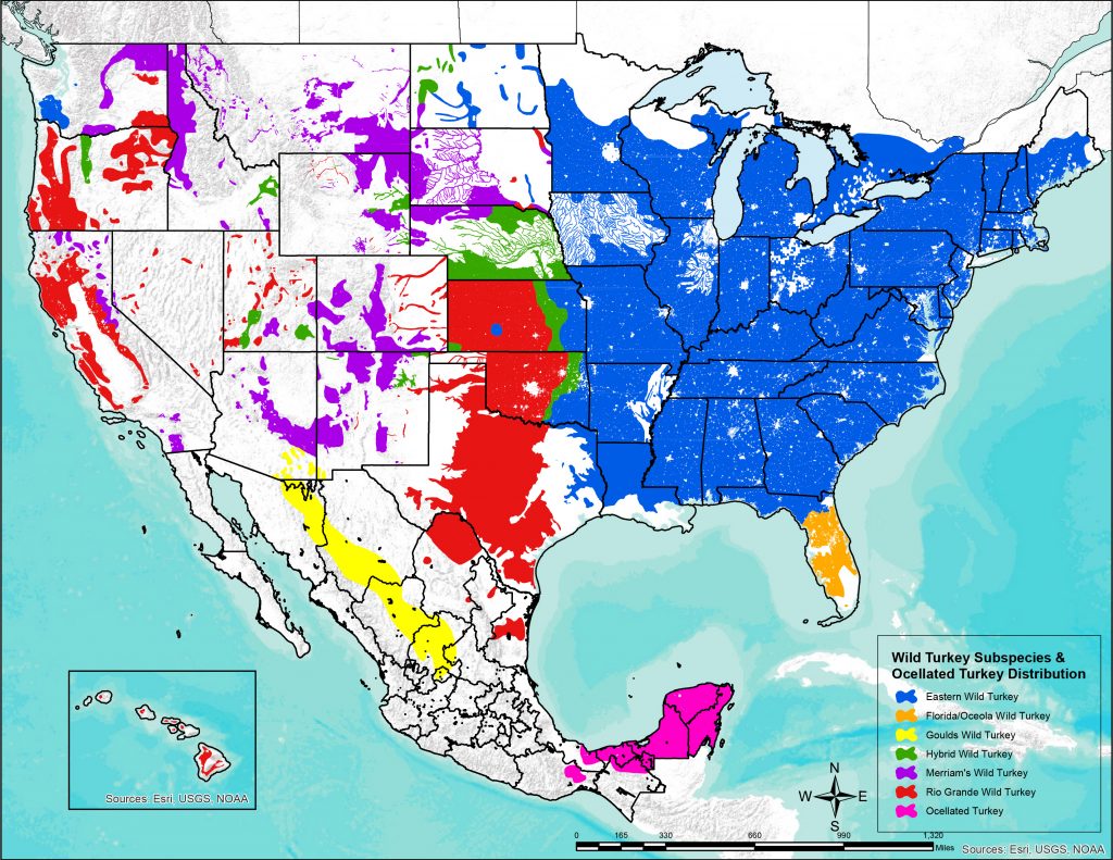 Wild Turkey Habitat The National Wild Turkey Federation