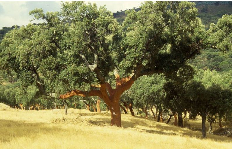 Wood Science 101 Where Does Cork Come From? Woodworking Network