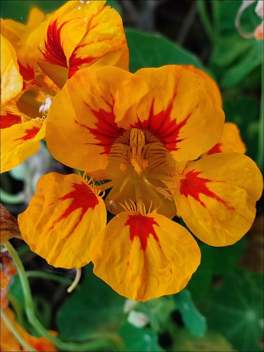 Nasturtiums