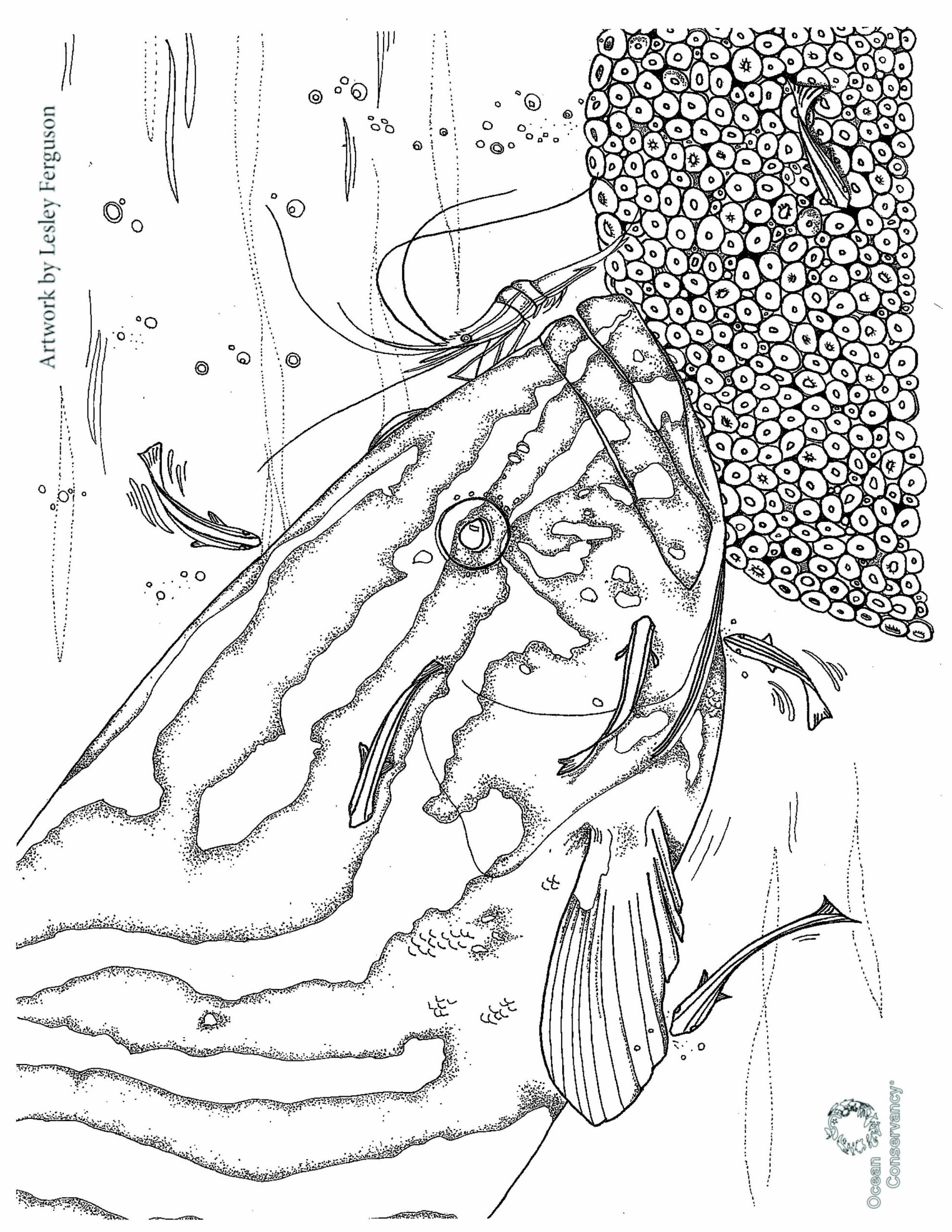 Fish Coloring Pages Ocean Conservancy
