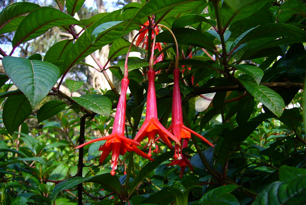 Fuchsia triphylla Species from Hispaniola, Jamaica Photogr… Flickr