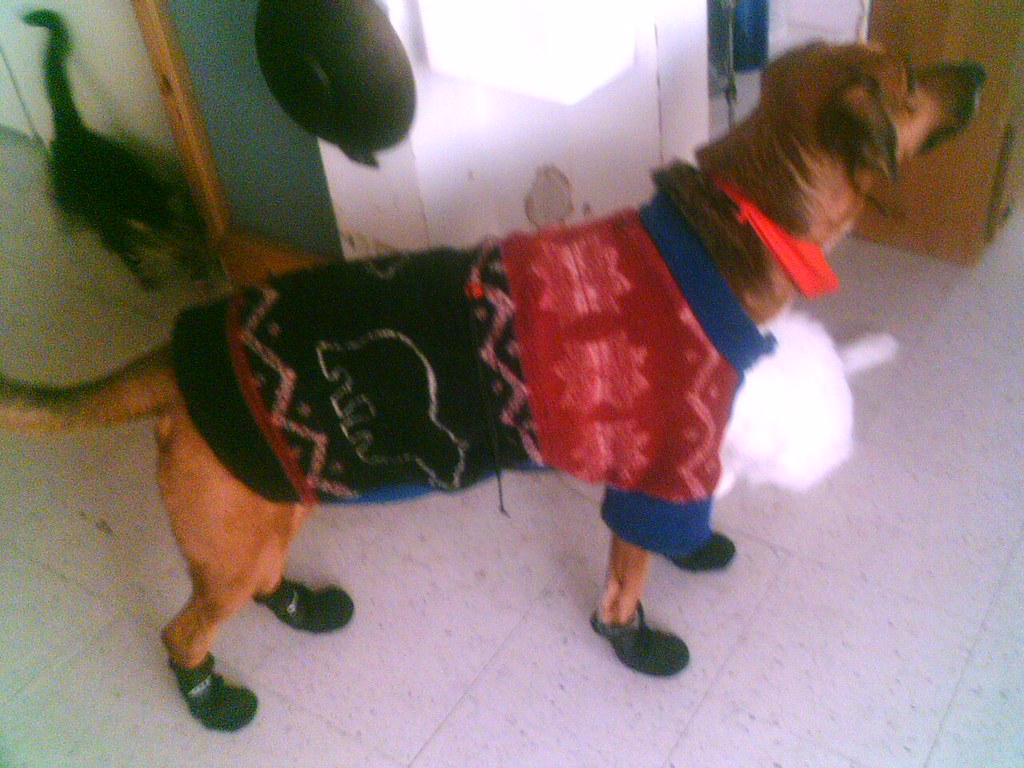 cold weather gear (10035246) dog Kernel ready for a walk Flickr