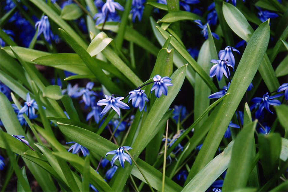 Blue Flowers Spring Flowers bring... Eric L Flickr