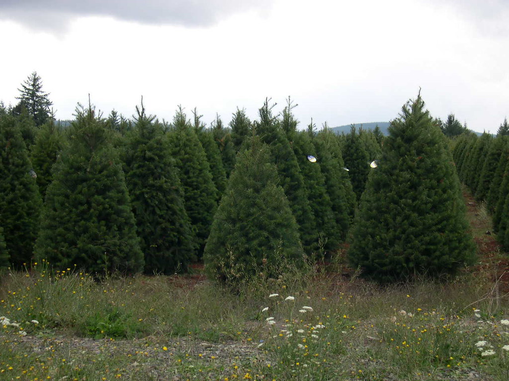 Douglas Firs One of the many Christmas tree farms in Orego… Nancy