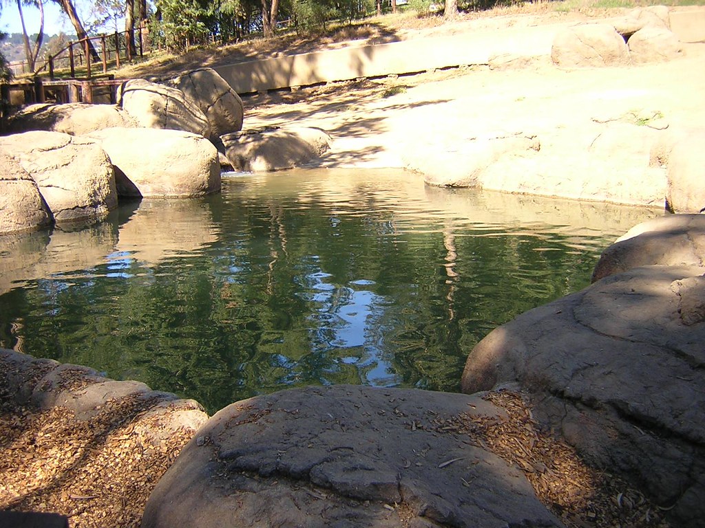 Zoo Watering Hole Taken at the Oakland Zoo this is the ele… Flickr