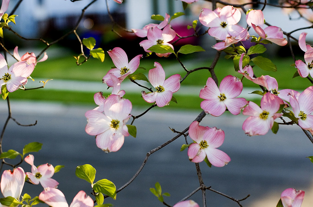 dogwood view looking through the dogwood branches dcJohn Flickr