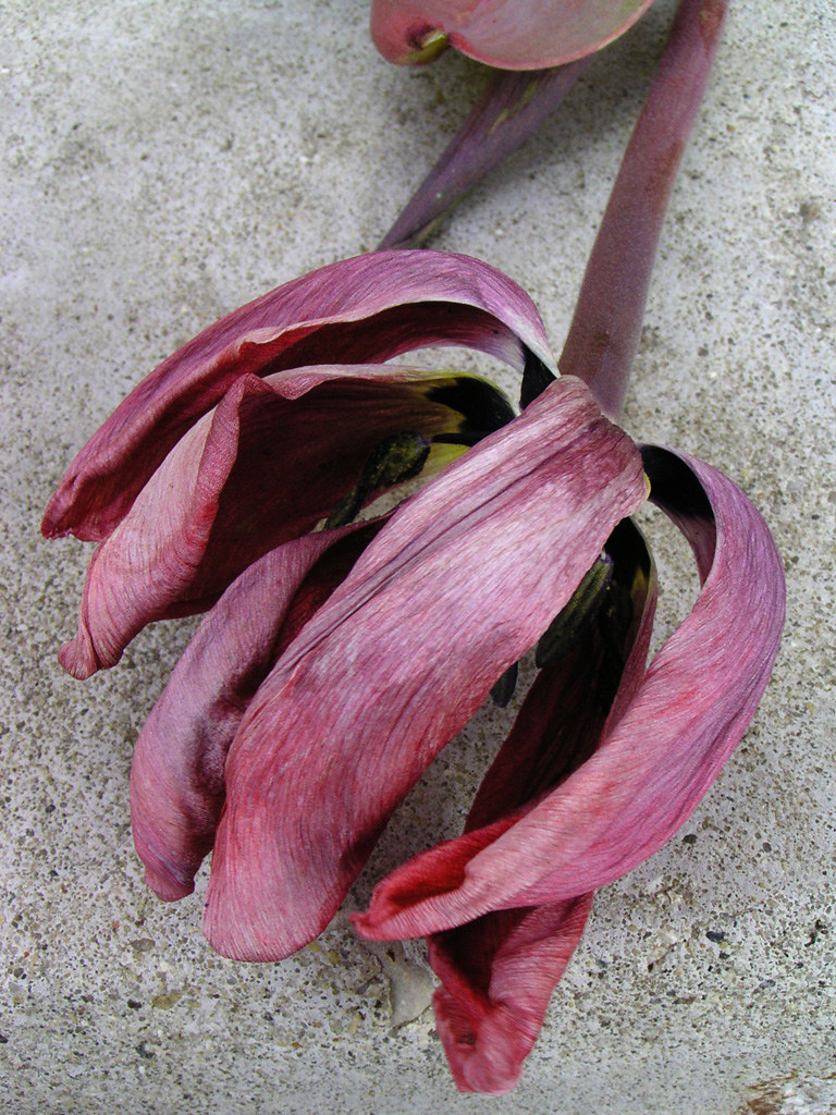 tender touch of death A dead tulip spiritlessly lying on t… Flickr