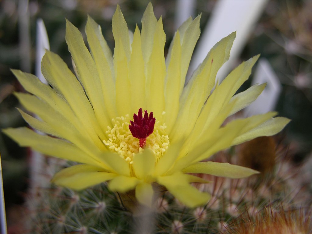 Yellow Cactus Flower Location BoyceThompson Arboretum ne… Flickr