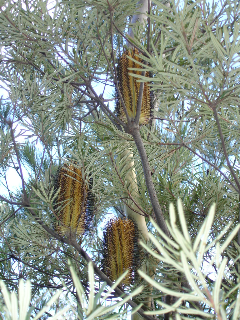 Yellow bottle brush tree Called bottle brushes because tha… Flickr