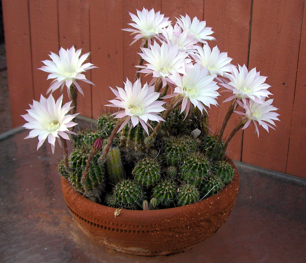 Amazing White Cactus Flowers This small pot overflowing wi… Flickr