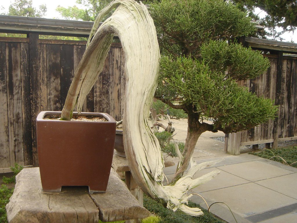 Driftwood Bonsai cafemokka Flickr