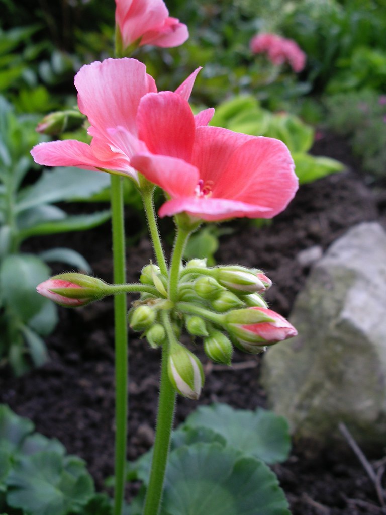 Geranium FLower & Buds **Mary** Flickr