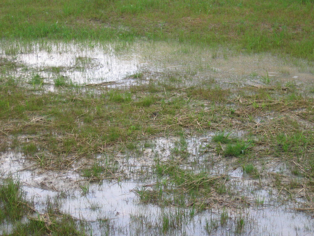 Standing water in side yard area of home Standing water co… Flickr