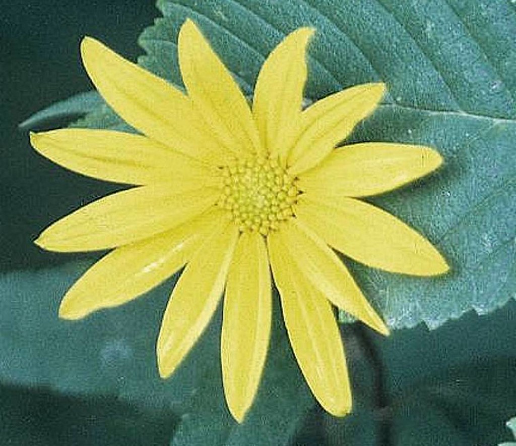 YELLOW FLOWER WITH LEAF Gary Agnew Flickr