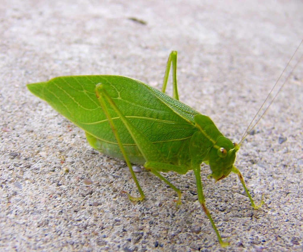 A leaf or a bug leaf Green leaf Insect ( WV 2006) during h… Flickr