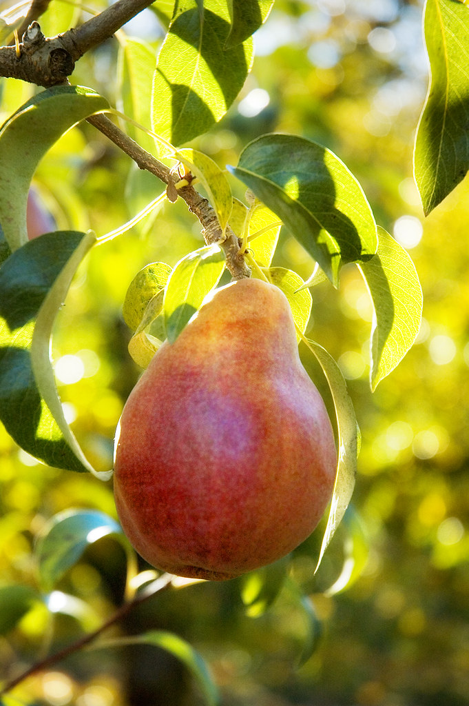 Red Anjou Pear At Kiyokawa Orchards, Clear Creek Rd. in Pa… Flickr