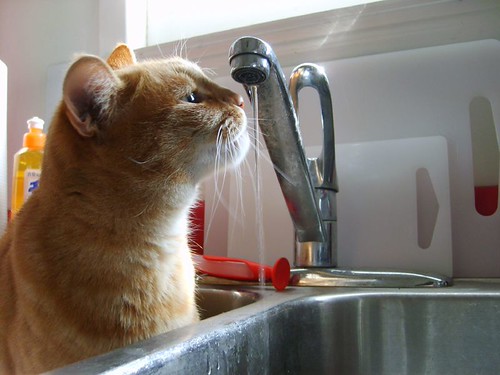 Kitten drinking water If you look at the next few pictures… Flickr