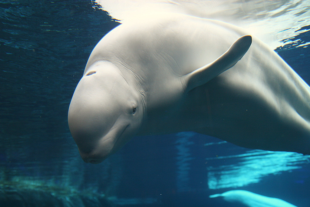 The Mighty White Beluga Whale The Aquarium Jane Flickr